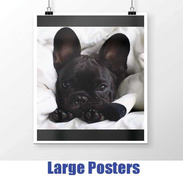 LARGE FORMAT POSTER OF A DOG SIREN MEDIA MARKETING